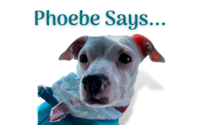 Phoebe Says … Don’t be Afraid to Update Older Content